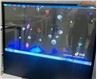Écran OLED transparent